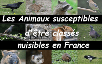 Animaux nuisibles