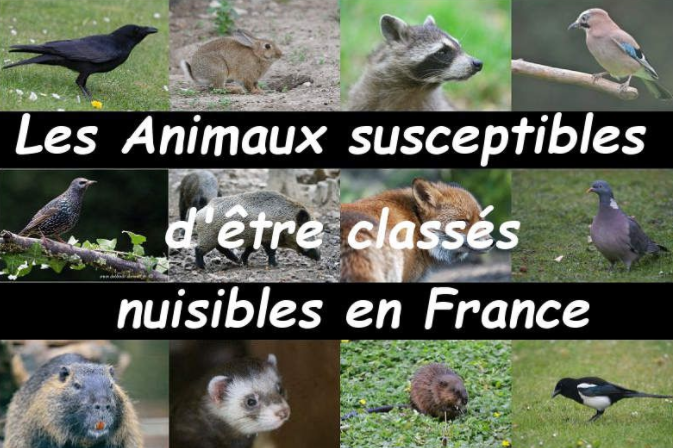 Animaux nuisibles