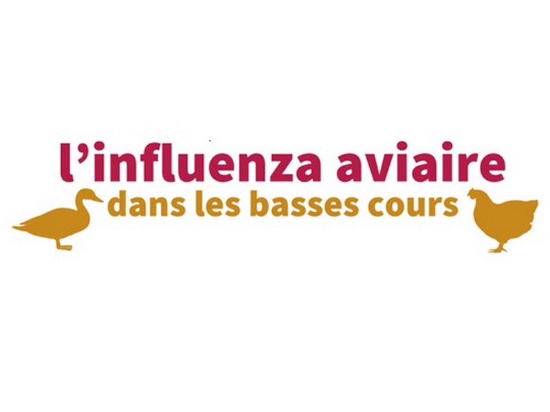 Influenza aviaire