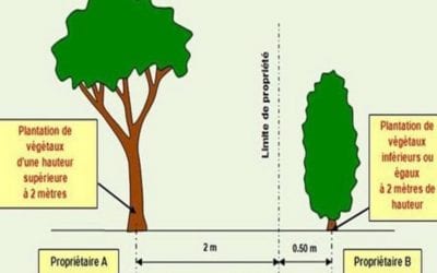 Voisinage : arbres et plantations