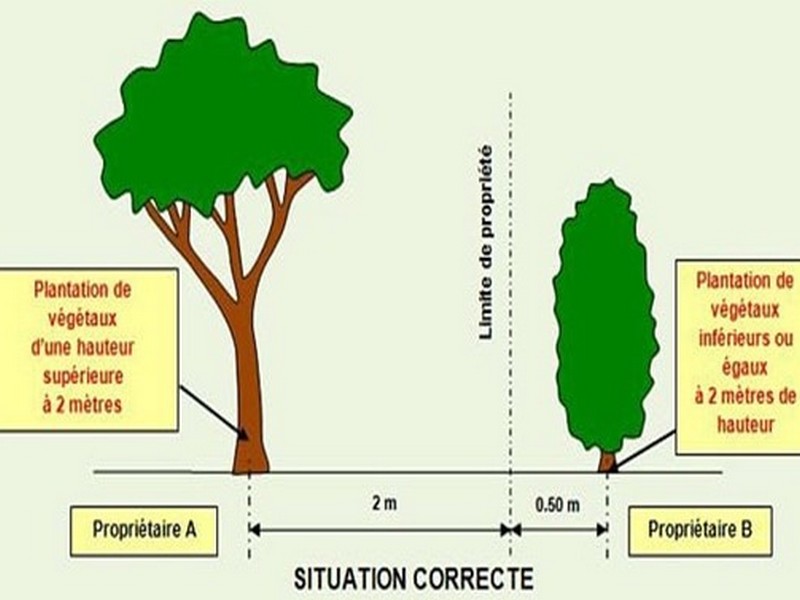 Voisinage : arbres et plantations